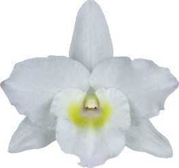 Dendrobium Spring Dream 'Apollon'