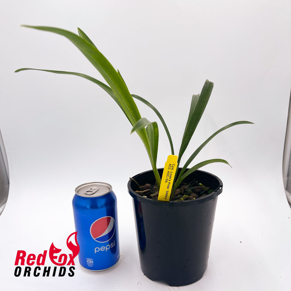 Cymbidium Louie's Pride 'Smiley' ACC/AOC