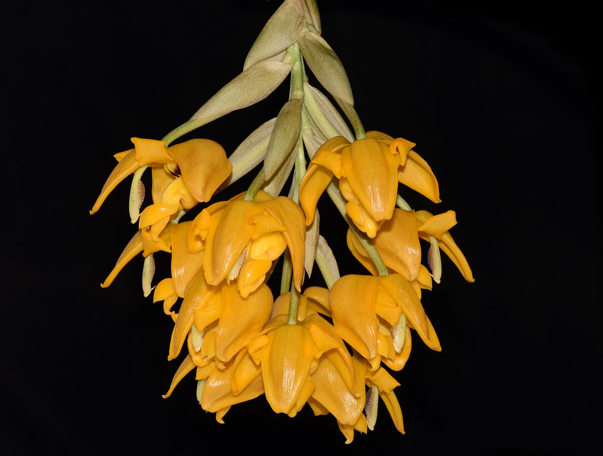 Stanhopea stevensonii