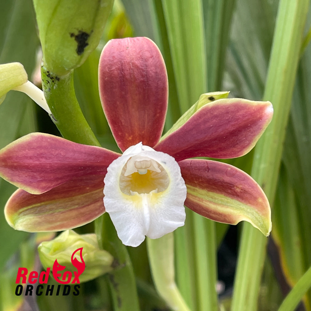 Phaius sp.