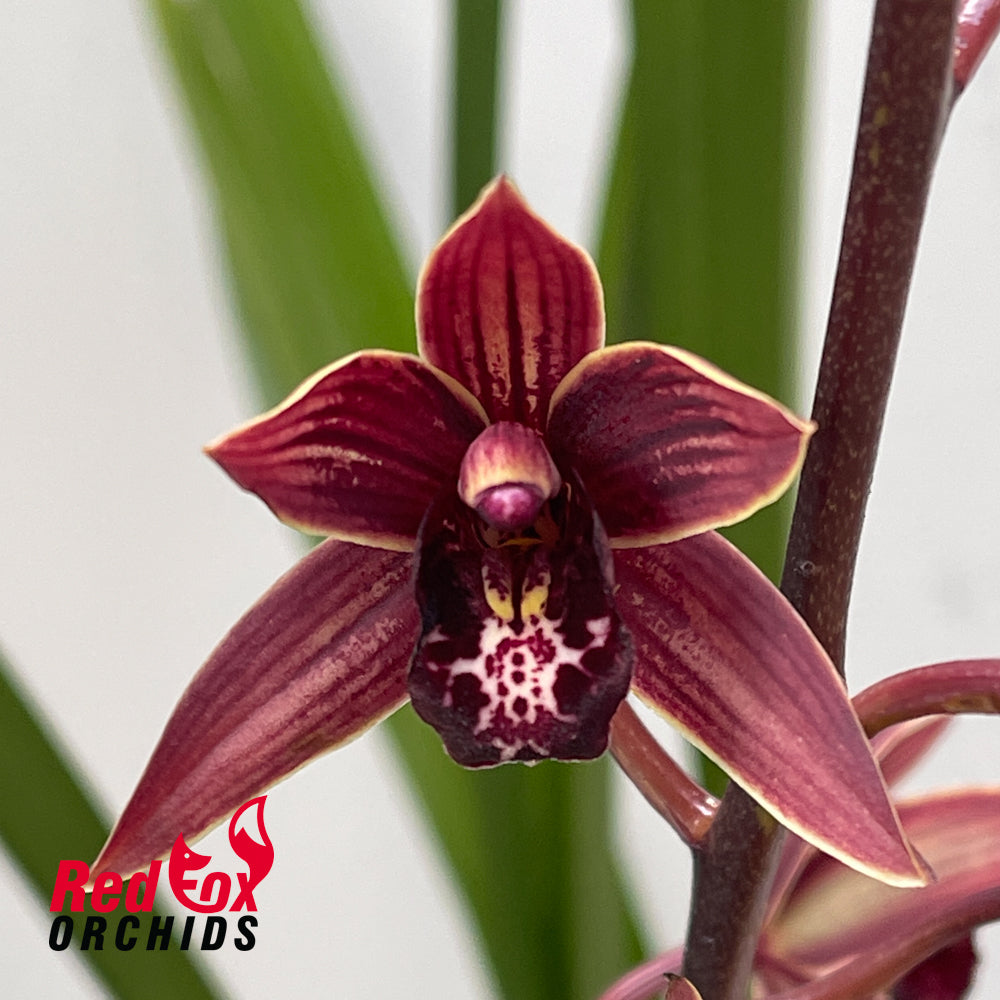 Cymbidium Joseph Schmidt 'Song of Israel' 4n