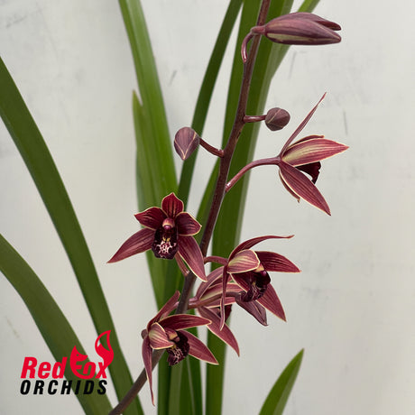 Cymbidium Joseph Schmidt 'Song of Israel' 4n