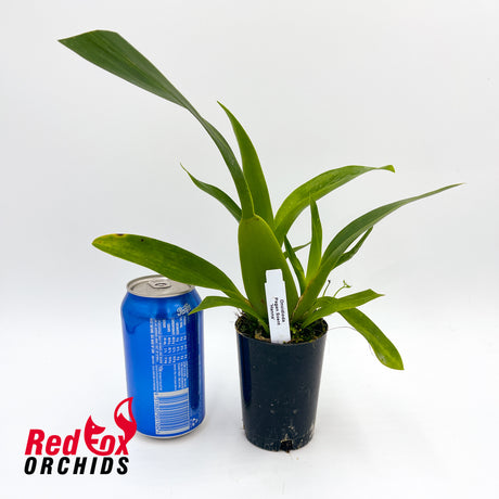 Oncidioda Pagan Scent 'Hanna'