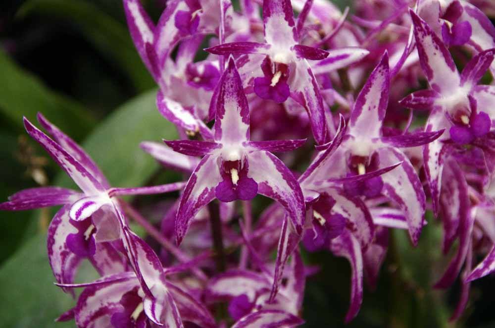 Dendrobium Classic x Australian Rhubarb Pie 'Knockout'