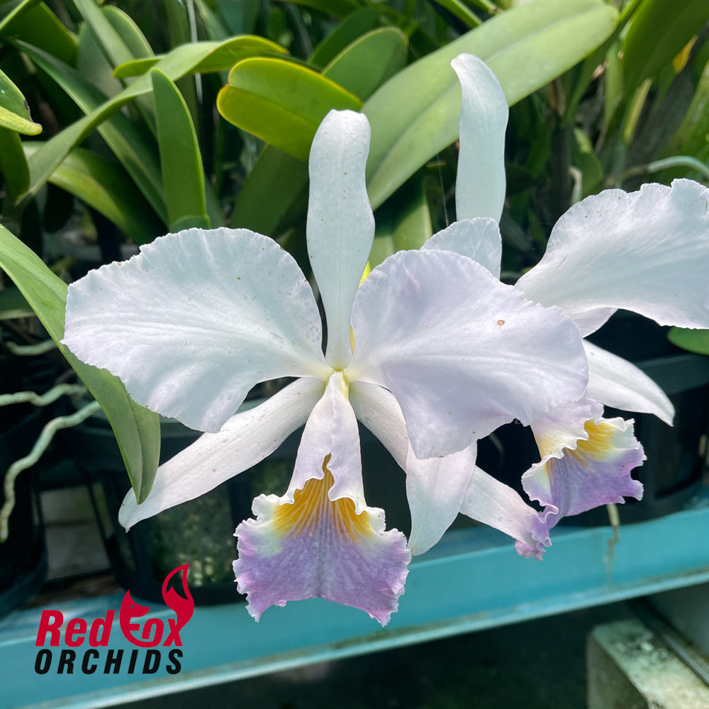 Cattleya Intertexta