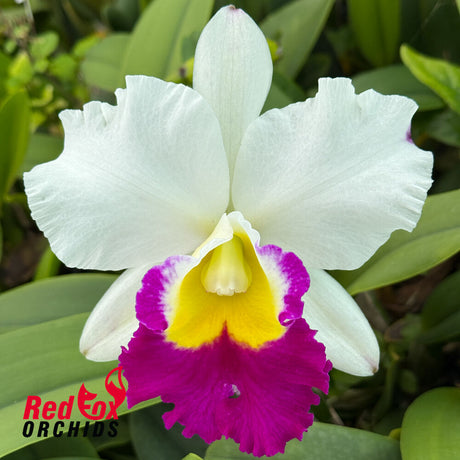 Rhyncholaeliocattleya  Mem. Anna Balmores