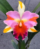 Rhyncholaeliocattleya Amazing Thailand 'Rainbow'