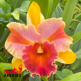 Rhyncholaeliocattleya Amazing Thailand 'Rainbow'