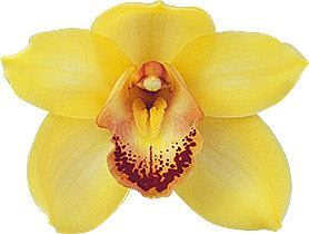 Cymbidium Valya Flor