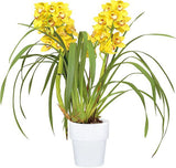 Cymbidium Valya Flor