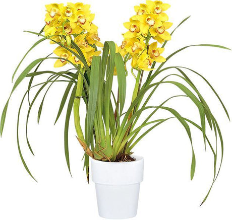 Cymbidium Valya Flor