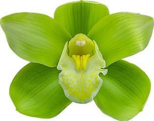 Cymbidium Baltic Glacier 'Mint Ice'