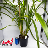 Cymbidium Baltic Glacier 'Mint Ice'