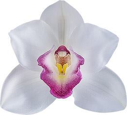 Cymbidium White Madam