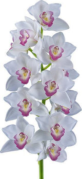 Cymbidium White Madam