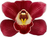Cymbidium Red Arrow