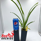 Cymbidium Red Arrow