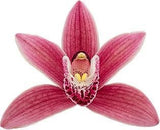 Cymbidium Alison Shaw 'Christmas Rose'