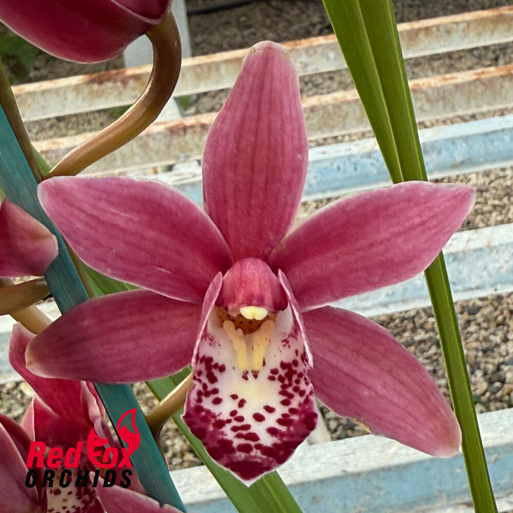 Cymbidium Alison Shaw 'Christmas Rose'