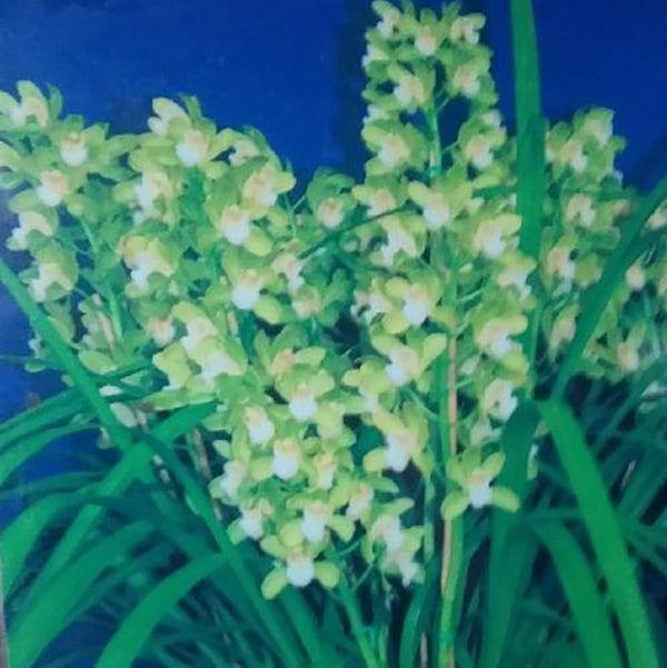 Cymbidium Mini Mint 'Dural'