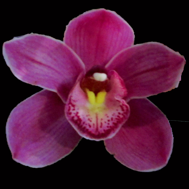 Cymbidium Olympic 'Rose'