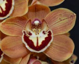 Cymbidium Sundaani's Treasure 'Orange Crush'