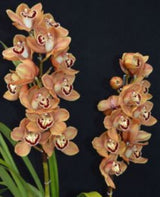 Cymbidium Sundaani's Treasure 'Orange Crush'