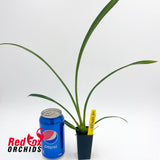 Cymbidium (Golden Elf x Golden Van Guard)