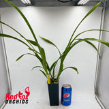 Cymbidium (Golden Elf x Golden Van Guard)