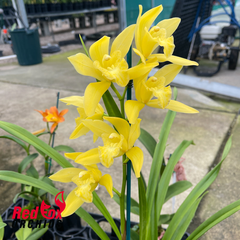 Cymbidium (Golden Elf x Golden Van Guard)