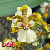 Oncidium Golden Anniversary