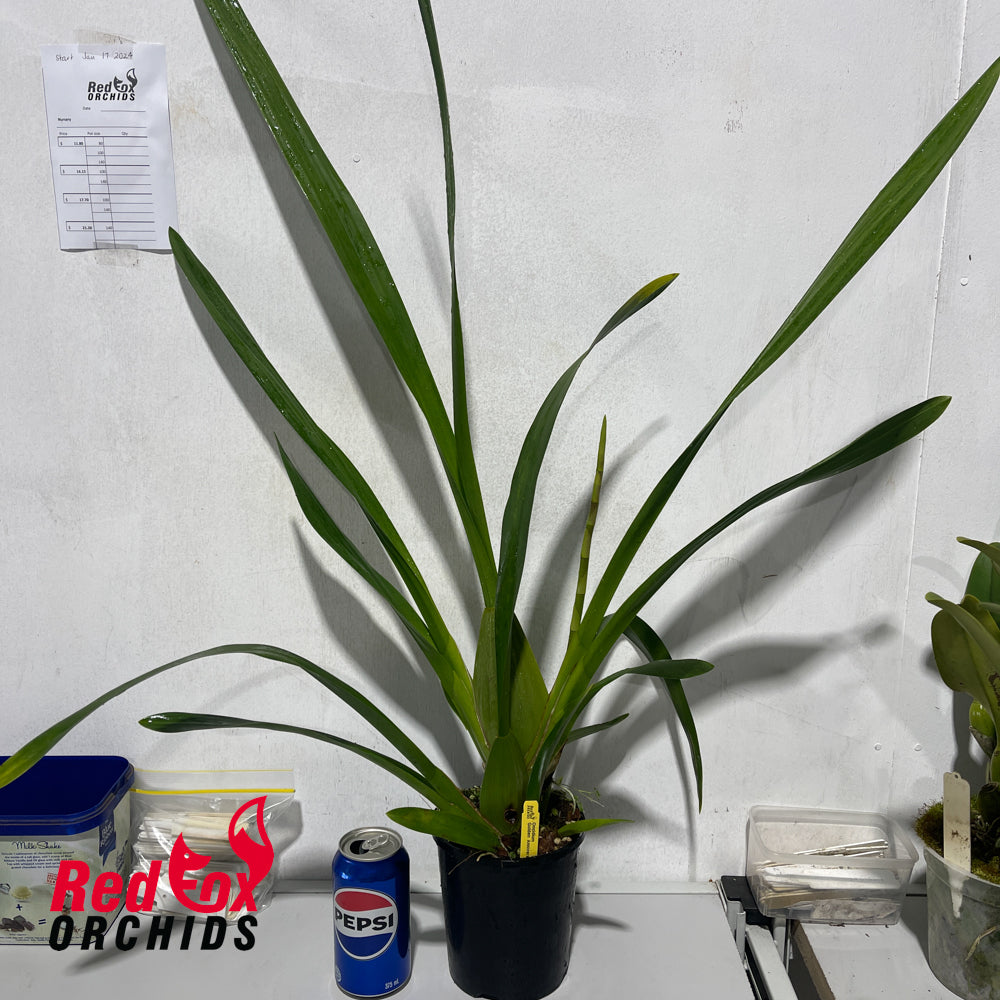 Oncidium Golden Anniversary