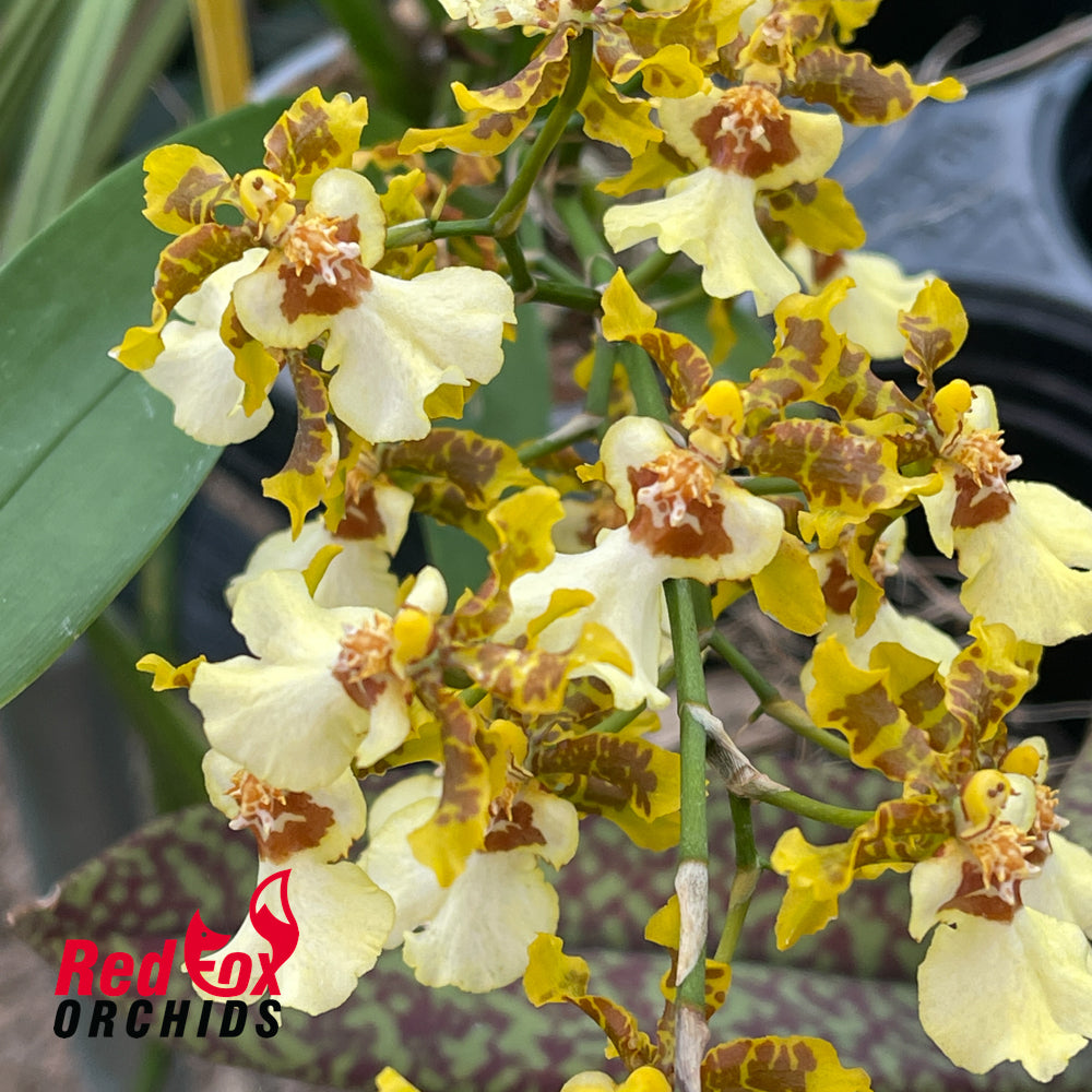 Oncidium Golden Anniversary