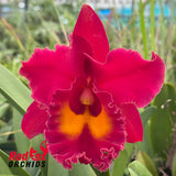 Rhyncholaeliocattleya Siam Red