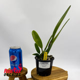 Rhyncholaeliocattleya Siam Red