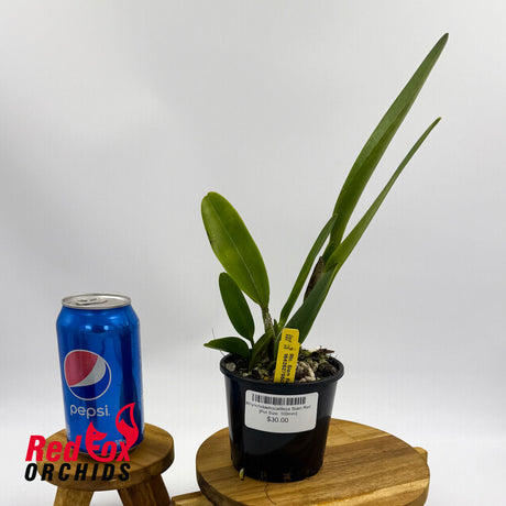 Rhyncholaeliocattleya Siam Red