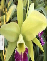Rhyncholaeliocattleya Greenwich