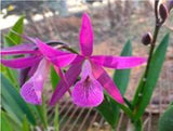 Brassocatanthe Yuan Dung Red Star