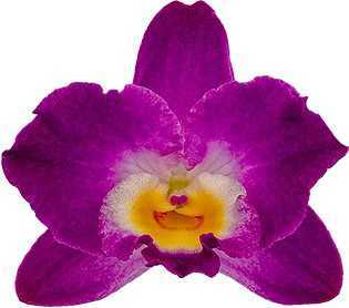 Dendrobium Comet King 'Akatsuki'