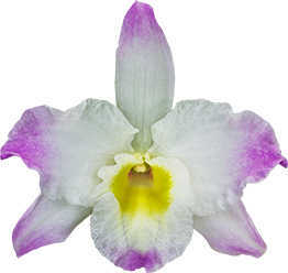 Dendrobium Spring Dream 'Kumiko'
