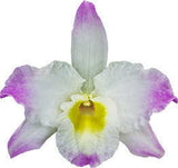 Dendrobium Spring Dream 'Kumiko'