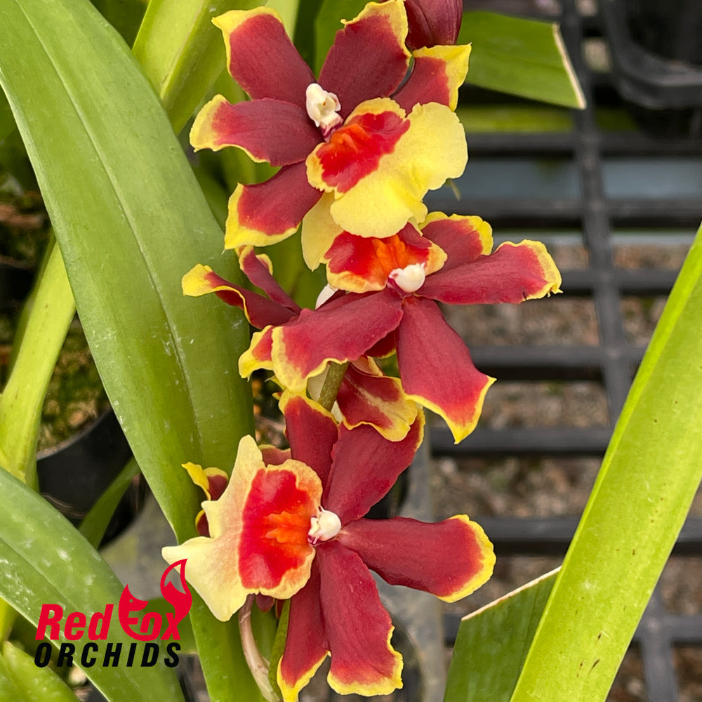 Burrageara 'Deuce'