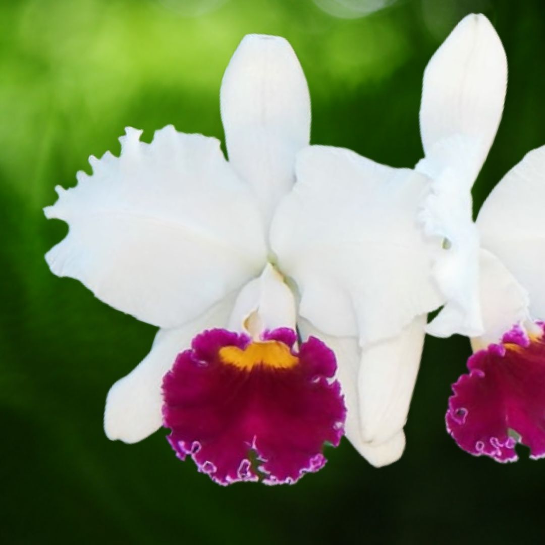 Cattleya Melody Fair 'Carol'