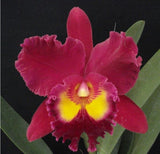 Rhyncholaeliocattleya Sanyung Ruby 'Crowned Dragon'