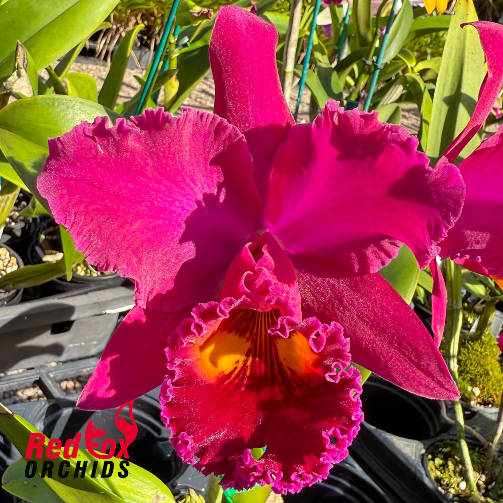 Rhyncholaeliocattleya Sanyung Ruby 'Crowned Dragon'
