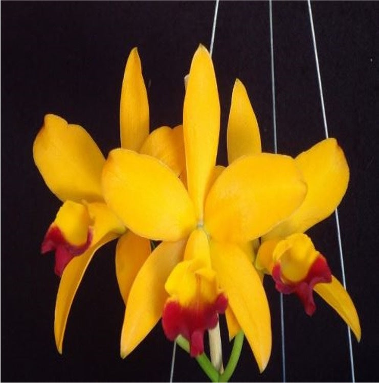 Cattlianthe Tropical Trick 'Machado #6'