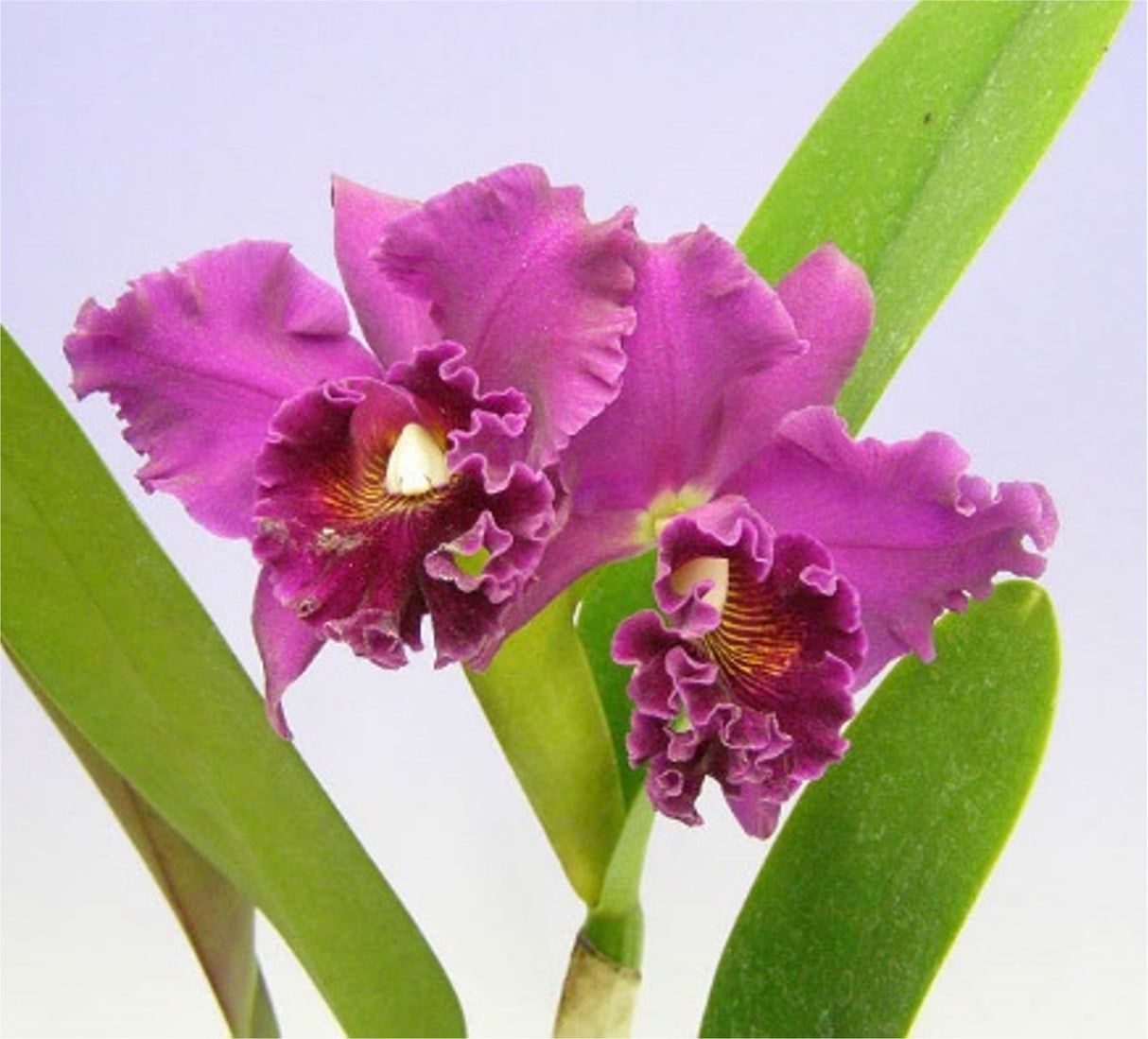 Cattleya Pirate King 'Port Wine'