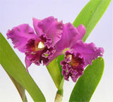 Cattleya Pirate King 'Port Wine'
