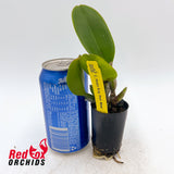 Cattleya Pirate King 'Port Wine'
