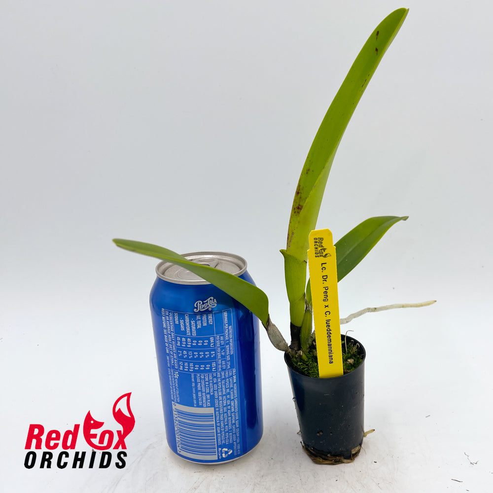 Laeliocattleya Dr. Peng x C. lueddemanniana